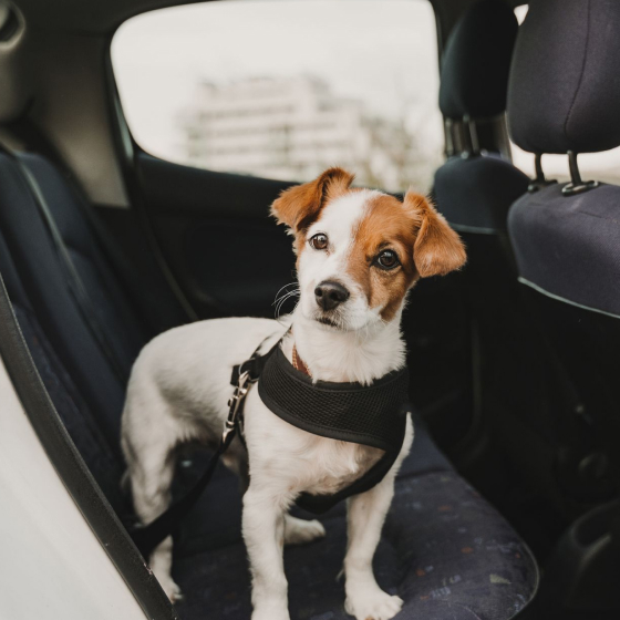 2 Dog Car Seatbelt Set (2pcs)