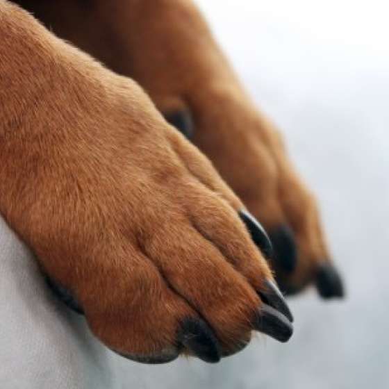 4 Rechargeable Professional Dog Nail Grinder